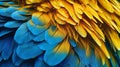 Blueandyellow_Macaw_Ara_ararauna_feathers_1690601511687_1