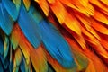 Blueandyellow_Macaw_Ara_ararauna_feathers_1690601511687_4