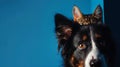 Generative AI border collie dog portrait with a hiding cat behind in front of a blue background business concept. Royalty Free Stock Photo