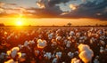Breathtaking sunset over a vibrant cotton field, with warm sunlight bathing the fluffy cotton bolls in a golden hue against a