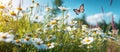 Bright_beautiful_widescreen_image_of_a_meadow_lit_1690445545156_3 Royalty Free Stock Photo