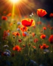 Bright_colorful_yellow_and_red_flowers_of_poppies_1690445452948_2