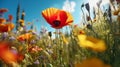 Bright colorful yellow and red flowers of poppies 1690445452948 7