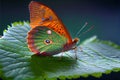 Generative AI: butterfly in a leaf, closeup beautiful and bright colors