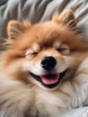 Generative AI Caring young female looks with happiness at sleeping miniature fluffy dog happy to get animal as pre