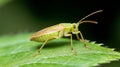 Generative AI Close macro view of small green insect resting on leaf in its natural setting business concept.