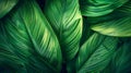 Generative AI close up abstract green leaf texture nature background tropical leaves business concept. Royalty Free Stock Photo