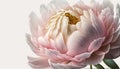 Generative AI, Close up of blooming flowerbeds of peony flowers, floral textured background, spring mood.