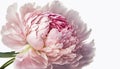 Generative AI, Close up of blooming flowerbeds of peony flowers, floral textured background, spring mood.