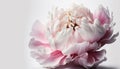 Generative AI, Close up of blooming flowerbeds of peony flowers, floral textured background, spring mood.