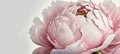 Generative AI, Close up of blooming flowerbeds of peony flowers, floral textured background, spring mood.