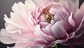 Generative AI, Close up of blooming flowerbeds of peony flowers, floral textured background, spring mood.