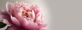 Generative AI, Close up of blooming flowerbeds of peony flowers, floral textured background, spring mood.