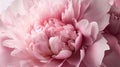 Generative AI, Close up of blooming flowerbeds of peony flowers, floral textured background, spring mood.