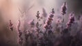 Generative AI, Close up growing lavender field with perfume smoke, flowering lavandula Royalty Free Stock Photo