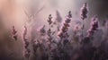 Generative AI, Close up growing lavender field with perfume smoke, flowering lavandula