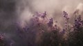 Generative AI, Close up growing lavender field with perfume smoke, flowering lavandula