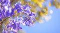 Generative AI Close up Jacaranda flower season blooming from October to November in Austalia business concept. Royalty Free Stock Photo