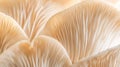 Generative AI Close up of mushroom gills Abstract nature background macro shot of oyster mushroom gills business c Royalty Free Stock Photo