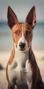 Generative AI Close up portrait dog breed Basenji sitting at sand and looking in camera enjoying sun in Barcelona Royalty Free Stock Photo