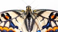 Generative AI Close up of the symmetrical patterns and vibrant colors on the wings of a papilio machaon butterfly