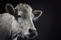 Generative AI. Close-up of white cow. Animal portrait Royalty Free Stock Photo