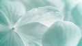 Generative AI close up of white flower petal shades of white teal soft dreamy image business concept.