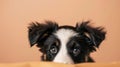 Generative AI Closeup border collie puppy dog peeking over and looking up Isolated on beige background business co Royalty Free Stock Photo