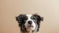 Generative AI Closeup border collie puppy dog peeking over and looking up Isolated on beige background business co Royalty Free Stock Photo