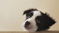 Generative AI Closeup border collie puppy dog peeking over and looking up Isolated on beige background business co Royalty Free Stock Photo