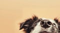 Generative AI Closeup border collie puppy dog peeking over and looking up Isolated on beige background business co
