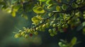Generative AI Closeup branch of barberry bush with green berries business concept.