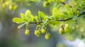 Generative AI Closeup branch of barberry bush with green berries business concept.