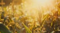 Generative AI Closeup corn cobs in corn plantation field business concept. Royalty Free Stock Photo