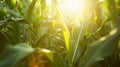 Generative AI Closeup corn cobs in corn plantation field business concept. Royalty Free Stock Photo