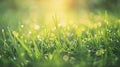 Generative AI Closeup of lush uncut green grass with drops of dew in soft morning light business concept. Royalty Free Stock Photo