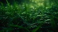 Generative AI Closeup of lush uncut green grass with drops of dew in soft morning light business concept. Royalty Free Stock Photo