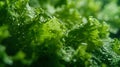 Generative AI Closeup macro view of fresh green Lettuce leaves with water drops high resolution business concept. Royalty Free Stock Photo