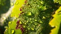 Generative AI closeup of raindrops on grape leaves business concept. Royalty Free Stock Photo