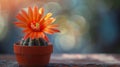 Generative AI Closeup of Rebutia fabrisii orange flower cactus in a small pot business concept.