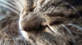 Generative AI closeup view of the texture of a sleeping tabby cats whiskers business concept.