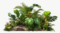 Generative AI of a collection of different tropical plants isolated on white background Royalty Free Stock Photo