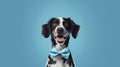 Generative AI. Concept of holiday and birthday party. Emotional pet muzzle. Charming black and white fluffy spotted half