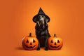 Generative AI Concept pets celebrate Halloween in costumes like people. A charming Black labrador wears witch hat, sits