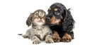 Generative AI Curious English cocker spaniel puppy dog hugs kitten. Pets look away and up together on empty space. Royalty Free Stock Photo