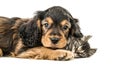 Generative AI Curious English cocker spaniel puppy dog hugs kitten. Pets look away and up together on empty space. Royalty Free Stock Photo