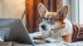 Generative AI Cute corgi dog looking into computer laptop working in glasses and shirt business concept. Royalty Free Stock Photo