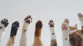 Generative AI Cute dogs and cats together hanging paws over white horizontal website banner or social media header Royalty Free Stock Photo