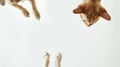 Generative AI Cute dogs and cats together hanging paws over white horizontal website banner or social media header Royalty Free Stock Photo