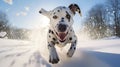 Generative AI. Dalmatian running outsideb. Winter walk